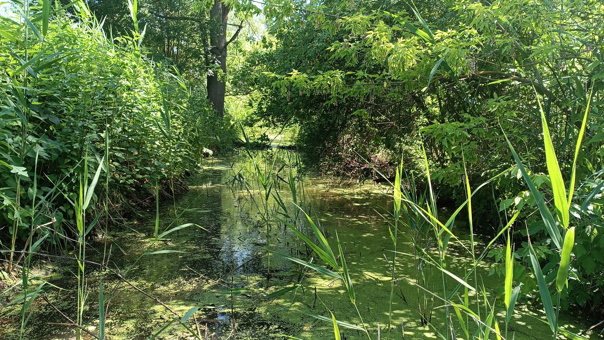 01_termeszetes_meder_csipkes roland_1920_260310154603.jpg